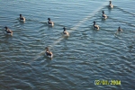 ducks on bay